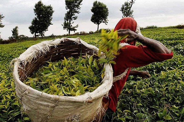 Kenya Black Tea